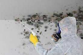 Best Basement Mold Removal  in Mount Carroll, IL